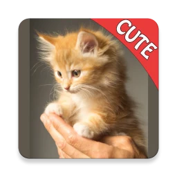 Cute Cats Memory Matching Game 图标